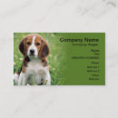 Search for beagle Pets