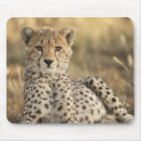 Search for wildcat mousepads Nature