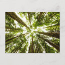 Search for lush green cards Tree