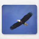 Search for bald eagle electronics Flying