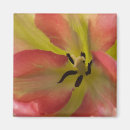 Search for spring tulips magnets Botanical