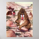 Search for baboon monkey posters Monkeys