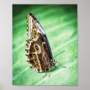 Search for insect art Nature photography