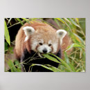 Search for red panda posters Asia