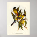 Search for parakeet posters Illustration