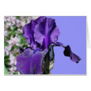 Search for iris photography Nature