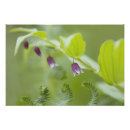 Search for fern posters Frond