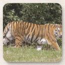 Search for two sided coasters Wildlife