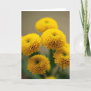 Search for yellow chrysanthemums cards Flowers