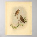 Search for vintage western posters Brown