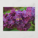 Search for lilacs postcards Nature