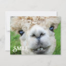 Search for funny animal postcards Llama
