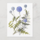 Search for dried flowers postcards Plant