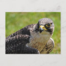 Search for falconer postcards Falcons
