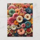 Search for gerbera daisy postcards Colourful flowers
