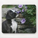 Search for brindle electronics Standing