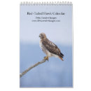 Search for tailed hawk Animal
