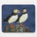 Search for beaks electronics Wildlife