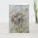 Search for dandelion make a wish cards Wishing