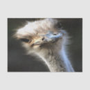 Search for ostrich Animal