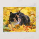 Search for herbst Laub