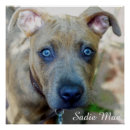 Search for pit bull posters Bully breed