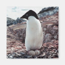 Search for adelie magnets Penguin