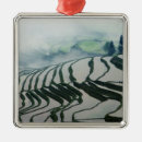 Search for agriculture christmas tree decorations Agricultural field