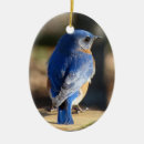 Search for bluebird decor Bird watching