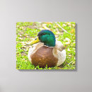 Search for duck canvas prints Green