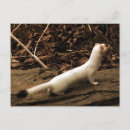 Search for ermine Animal