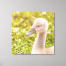Search for young bird art Cygnet
