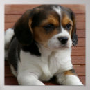Search for beagle puppy posters Beagles