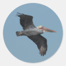 Search for brown pelican stickers Wildlife