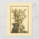 Search for algae postcards Ocean