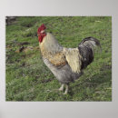 Search for chicken breeds posters Farmer