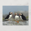 Search for atlantic puffin postcards Machias seal island