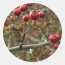 Search for hawthorne stickers Tree