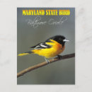 Search for oriole postcards Maryland