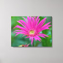 Search for pink daisy canvas prints Nature