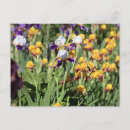 Search for monet iris postcards Garden