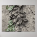 Search for black and white leaves posters Vine