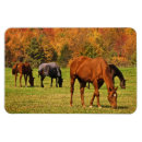 Search for equestrian seasonal cards Country