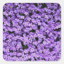 Search for violet flowers stickers Nature