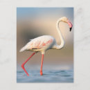 Search for flamingo picture postcards Wild