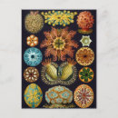 Search for old illustrations postcards Retro