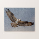 Search for osprey bird puzzles Animal