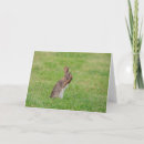 Search for shy cards Nature