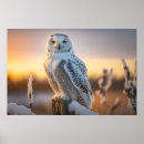 Search for snowy owl posters Bird watching