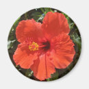 Search for hibiscus magnets Red